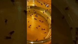 The Secret to Catching Flies Apple Cider Vinegar Trap [upl. by Lilithe]