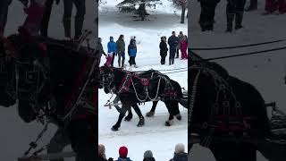 Fur Rondy 2024 Anchorage Alaska Parade [upl. by Ynnel]