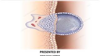 Implantation process Animation [upl. by Trautman]