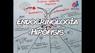 Endocrinología Hipófisis GENERALIDADES [upl. by Nuriel23]