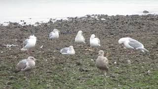 seagull eating lunch [upl. by Ennaoj6]