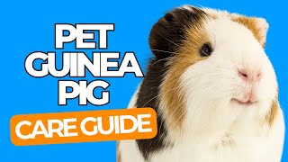 PET GUINEA PIG CARE 101  Pet Guinea Pig Guide for Beginners [upl. by Akeirahs29]