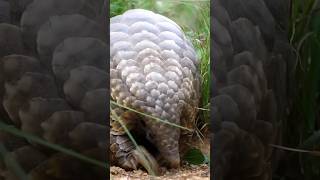 A mighty Giant East African Ground Pangolin Walking Forrest Galante [upl. by Eanahs]