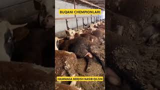 Buqani chempionlari hammaga boqish nasib qilsin buqa buqalar [upl. by Comstock882]