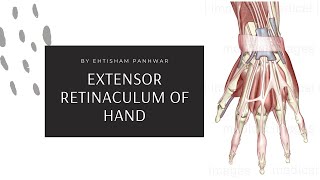 EXTENSOR RETINACULUM OF THE HAND [upl. by Mccahill]