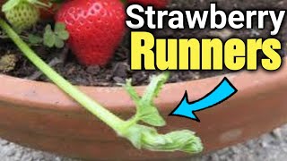 Easy Strawberry Gardening Propagating from Runners [upl. by Enihpesoj]