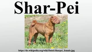 SharPei [upl. by Ahsurej]