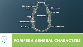 PORIFERA GENERAL CHARACTERS [upl. by Eppes]