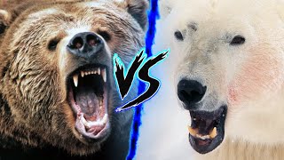 Grizzly Bear VS Polar Bear  Who Wins 🔥⚔️ [upl. by Ahcsat]