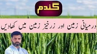 Fertilize Wheat In Medium Soil And Fertile Soil  Farming Expert 786 [upl. by Ydnim]