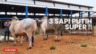 3 SAPI PUTIH SUPER KOLEKSI KANDANG ‼️ SUMBER TERNAK FARM [upl. by Mateya466]