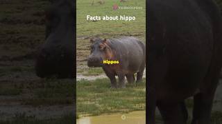 Facts about Hippos  Hippo in Hindi  Hippopotamus shorts [upl. by Hsac465]