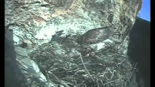 Habichtsadler Bonelli eagle in Spainavi [upl. by Iral]