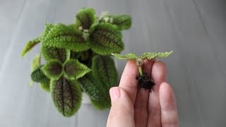 Pilea involucrata vriendschapsplant stekken [upl. by Yrekcaz]