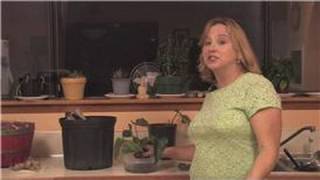 Flower Garden Tips  How to Get an Anthurium to Bloom [upl. by Nnaihs]