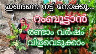 ഇങ്ങനെ ചെയ്‌താൽ 2 വർഷം കൊണ്ട് കൈ നിറയെ റംബൂട്ടാൻ  Rambutan Krishi  Rambuttan Planting Malayalam [upl. by Yorick]