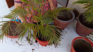 Areca Palm  How and when to repot Areca Palm [upl. by Maggs]