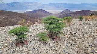 43 Death Valley  Lone Pine to Stovepipe Wells California  California road trip [upl. by Coster]