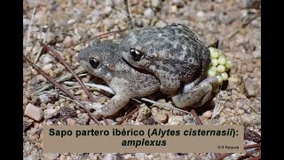 Sapo partero ibérico Alytes cisternasii Amplexus [upl. by Annaeed]