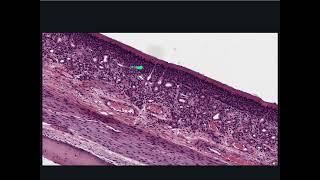 Respiratory System Histology  Olfactory Epithelium [upl. by Nugent]