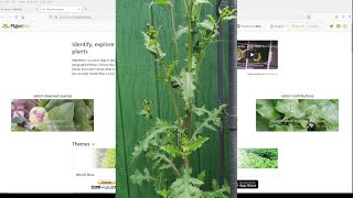 How To Identify Any Plant in Minutes For FREE [upl. by Eedak]