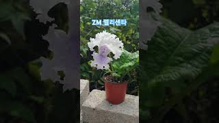 zm멜리센타 스트렙토카르푸스 streptocarpus garden plants flowers [upl. by Siulegroj282]