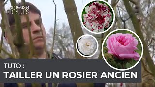 Tuto  Comment tailler des rosiers anciens [upl. by Cavuoto881]