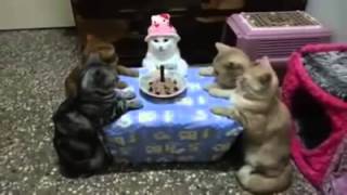 Anche i gatti festeggiano il compleanno [upl. by Aninotna]