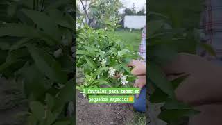 Que arboles FRUTALES puedo plantar en mi jardin PEQUEÑO [upl. by Reeher]