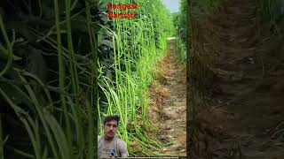 amazingfacts barbati ki kheti agriculture amazing motivation facts [upl. by Rexanna]