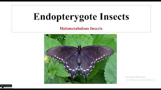 Endopterygote Insects [upl. by Sheree]