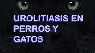 Urolitiasis en perros y gatos [upl. by Atinele]