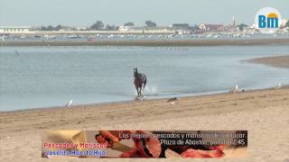 Caballo desbocado  Carreras de Caballos 2016 [upl. by Hindorff]