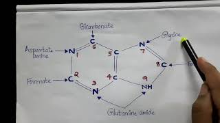 Class 3 Sources of Carbon and Nitrogen atoms in Purines and Pyramidines English [upl. by Darren]