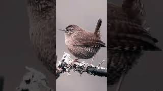 Winter wren singing in fullsong birdssinging shortsviral mastering [upl. by Doris]