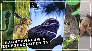 Geluid van nachtzwaluw vleermuis onder parasol en hooiwagenkrab  Zelf Geschoten  Vroege Vogels [upl. by Ynabe]