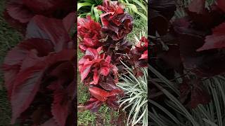 Crotanplantsgardentourbeautifulplantsnatureyoutubeshorts [upl. by Ahsienroc821]