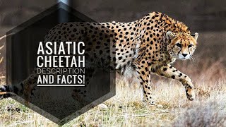 Asiatic Cheetah  Description and Facts [upl. by Ranson]