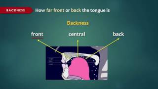 Introduction to Articulatory Phonetics Vowels [upl. by Wyon563]