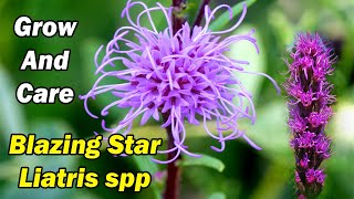 How to Grow and Care for Blazing Star Liatris spp [upl. by Justus387]