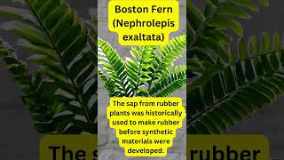 Plant Facts  Boston Fern Nephrolepis exaltata [upl. by Hugon]