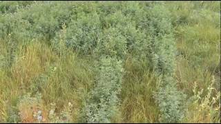 Seeding Alfalfa into Established Pasture with ZeroTill Openers [upl. by Baiss]