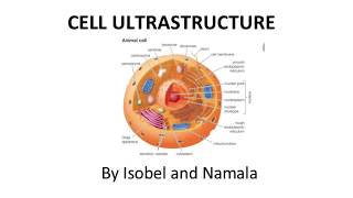 CELL ULTRASTRUCTURE RAP  A Level Biology [upl. by Immij]