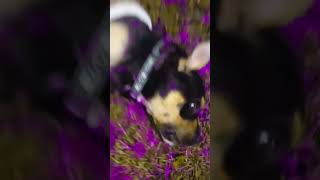 Love dog part 1 fypシ゚ fyp fypyoutube dog funny doglover [upl. by Hadnama]