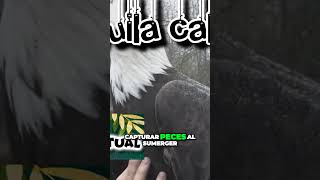 El poderoso espíritu guía del águila calva en América del Norte [upl. by Hyde]