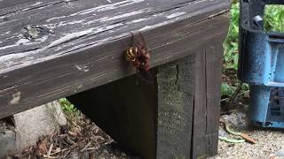 Red Wasp vs European Hornet [upl. by Oicneconi]