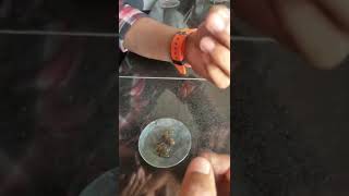 SHORT VIDEO BOTANY MSC  PRACTICAL MARCHANTIA 🌿🌿☘🌿🌾🌱🙏 [upl. by Anirok]