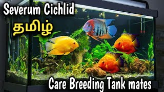 Severum Cichlid CareBreeding amp tank mates  Aquarium fish  Tamil [upl. by Adiesirb631]