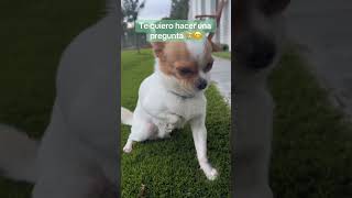 ⚠️NO DESLICES⚠️  chihuahua perros amigochihuahua [upl. by Anihs]