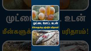 மீன்களின் விசித்திர வாழ்க்கை முறை  Birth amp death  life cycle of Salmon fishes [upl. by Prasad]